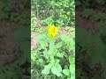 Cowpen daisy 🌼 Golden crownbeard (Verbesina encelioides). #nativeflowers #sustainableagriculture