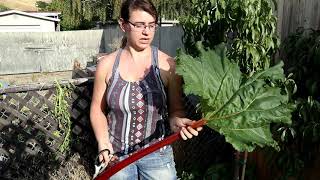 HOW TO PICK RHUBARB: QUICK TIPS