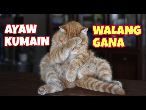 Video: Bakit Kumakain Ng Lupa Ang Isang Pusa