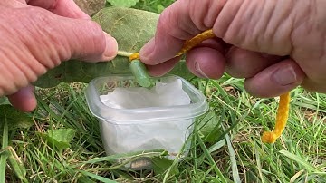 Chrysalis removal