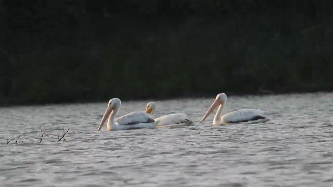 American White Pelicans. London, ON, Ca. June 17, 2025
