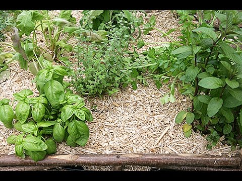 Vidéo: Utilisation De Sciure De Bois Dans Le Jardin, Le Potager Et La Serre