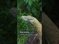 The Komodo Dragon’s Killer Bite 🐉💀