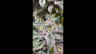 Divine Frost - inHouse Genetics | Premium Cannabis