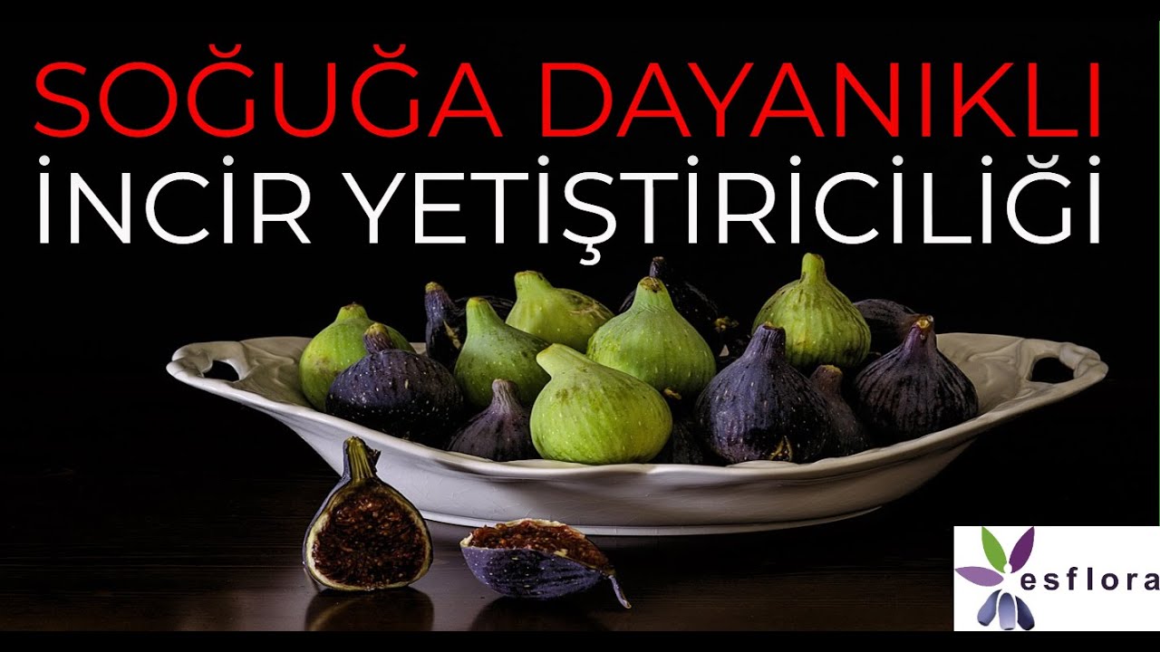Soğuğa Dayanıklı İncir Yetiştiriciliği | İncir Çeşitleri 1