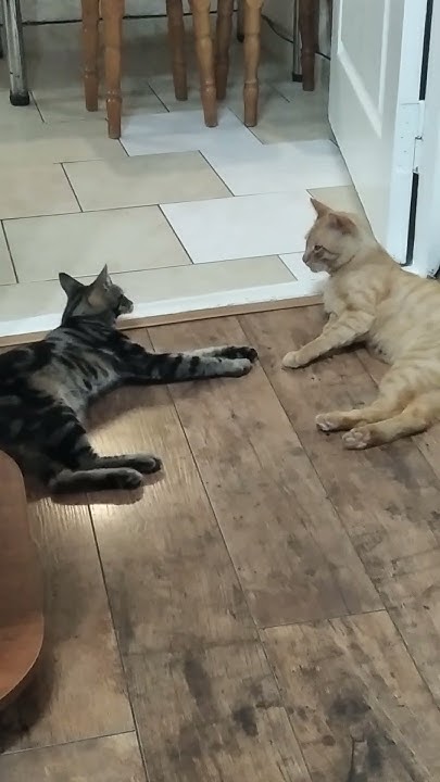 странная парочка 🐱💞 - YouTube