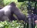 gorilla drags ranger