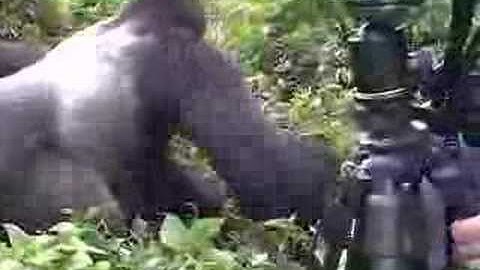 gorilla drags ranger