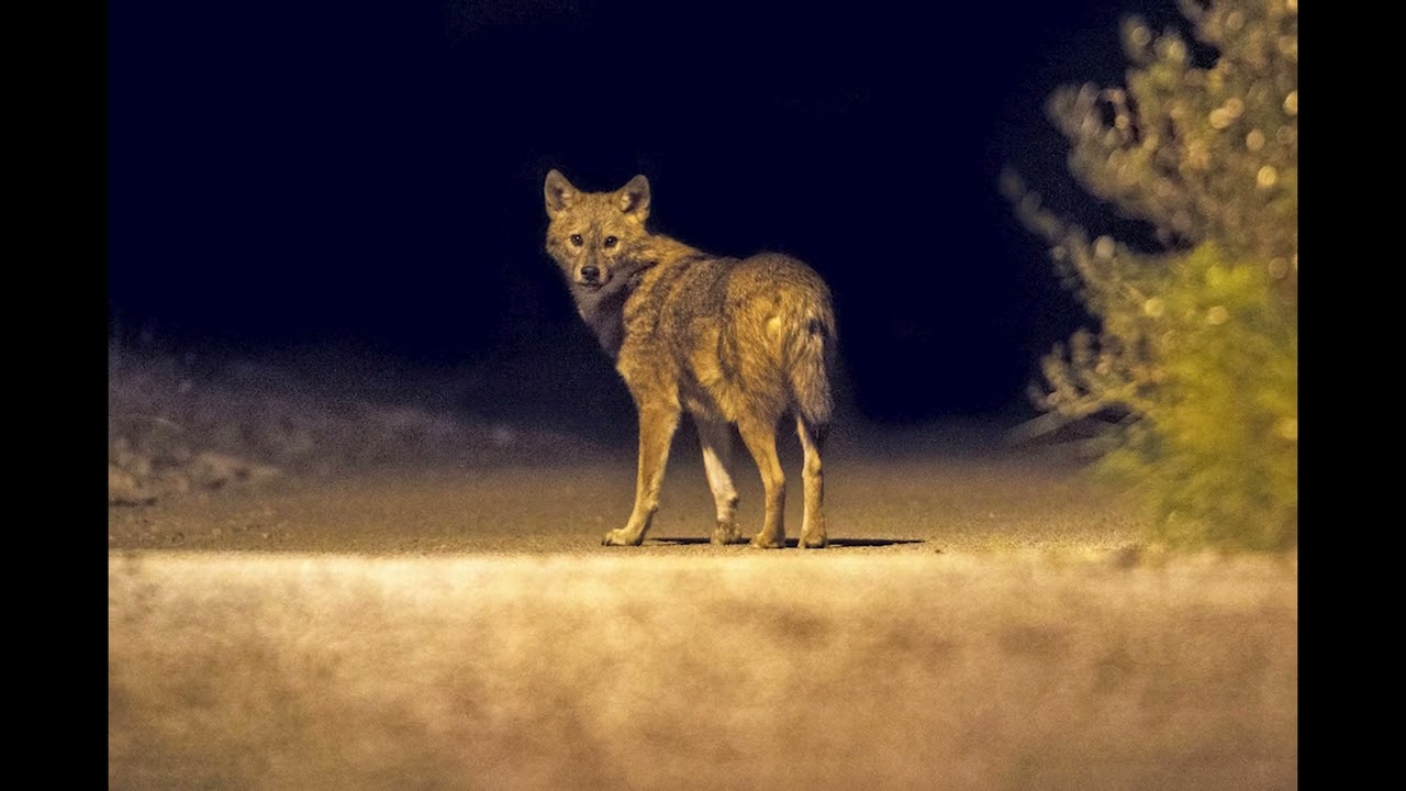 I recorded jackals howling at night with my Zoom H2n - YouTube