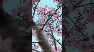Decorative Cherry Blossom 🌸🌸 #cherry  #cherryblossom #blossom #spring #sunshine #shorts