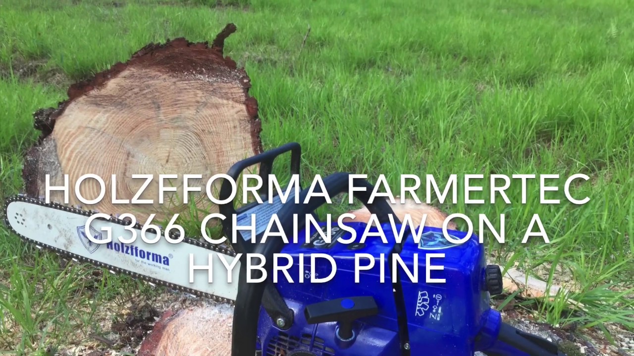 Holzfforma G366 Chainsaw from Farmertec on a Hybrid Pine Tree YouTube