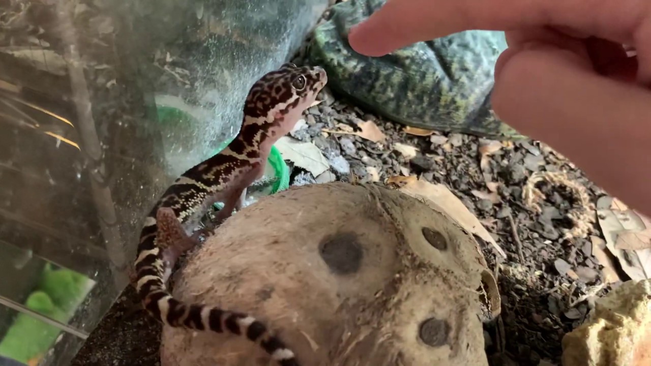 Care: Coleonyx Mitratus Updated