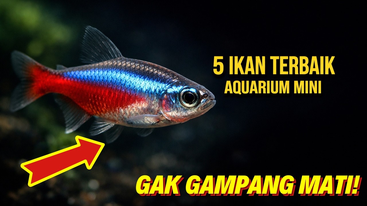 5 Ikan Hias Aquarium Mini PALING KUAT (Anti Mati & Murah!)