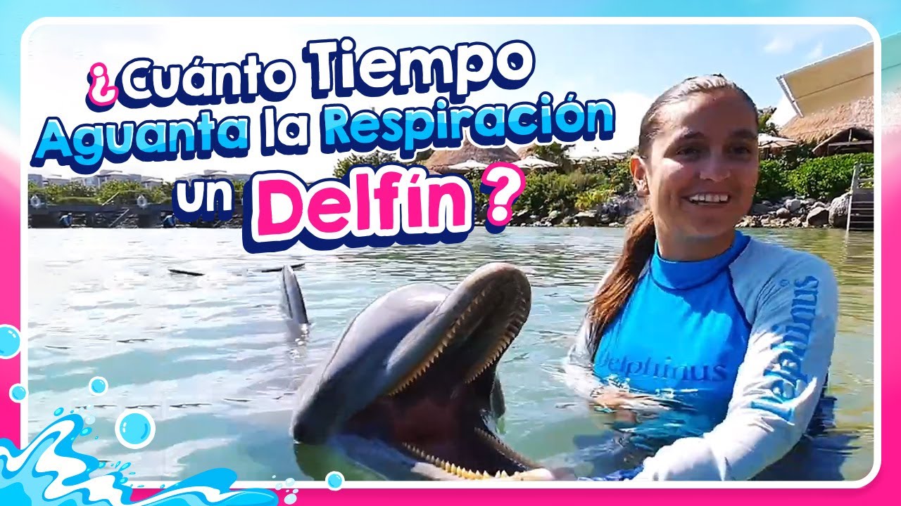 Cuanto Tiempo Aguantan La Respiracion Los Delfines