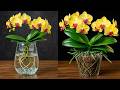 Pine Bark vs Water Culture &ndash; Only One Grew Roots After 30 Days!