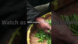 Nursery Hack to Save a Ton of Money—Propagate Your Own Leeks!