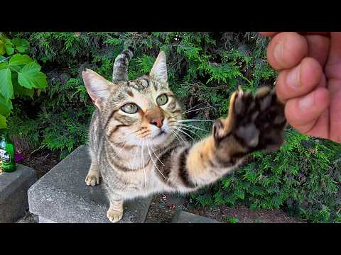 The Way This Stray Cat Asks for Affection Is Pure Sweetness