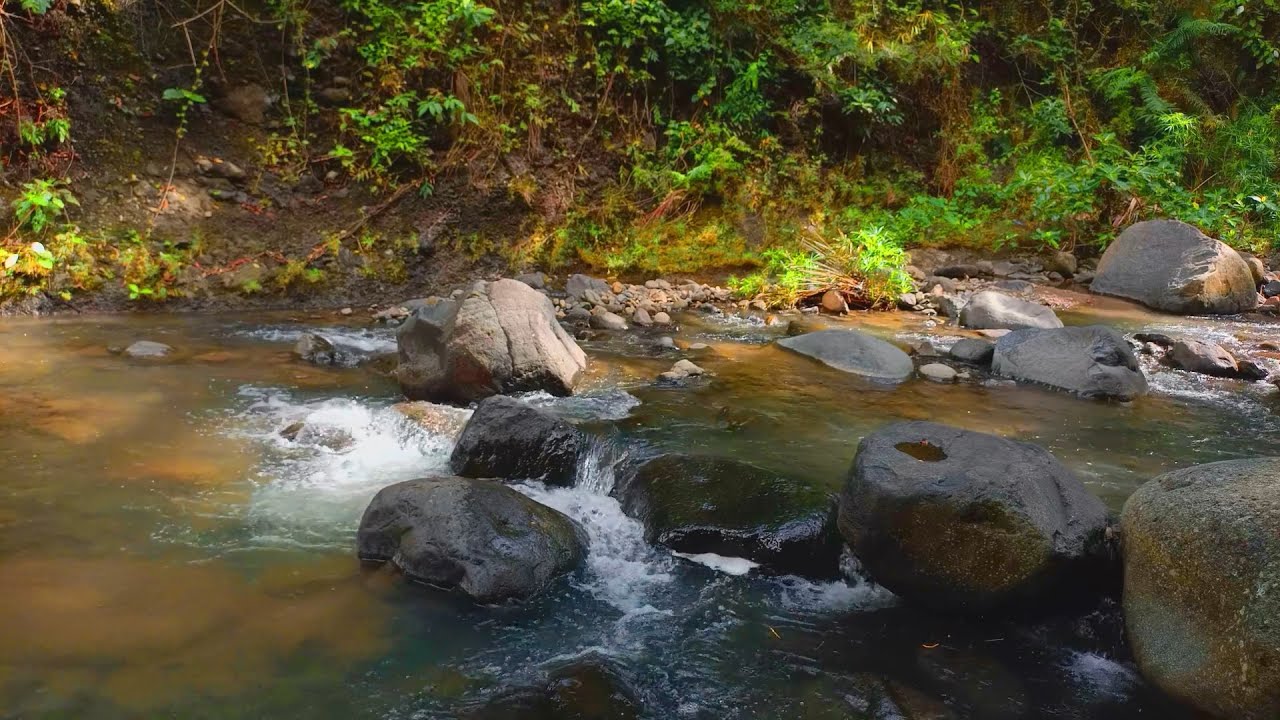 🔴 01/22 🌱 PERMACULTURE STREAM SYMPHONY | Regenerative Design Sound Therapy