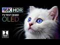 This Is the BEST OLED HDR Test You’ll Ever See 🤯 16K 240FPS Dolby Vision