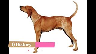 English Redtick Coonhound