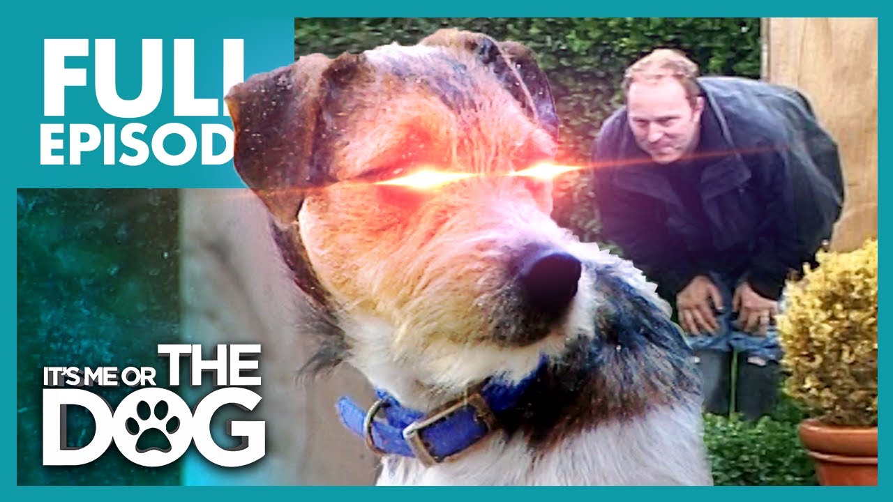 The Man Hating Terrier Toby Full Episode It S Me Or The Dog Dogs Training Method And Shopping For Pets
