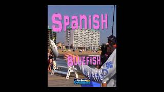 EXTREME Spanish and Bluefish Frenzy Virginia Beach Fishing Pier #fishing #extremesports
