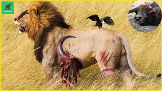 Summary of 30 Wild Animal Hunting Moments of lion