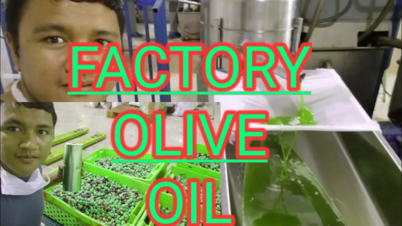 FACTORY OLIVE OIL SAUDI ARABIA YouTube