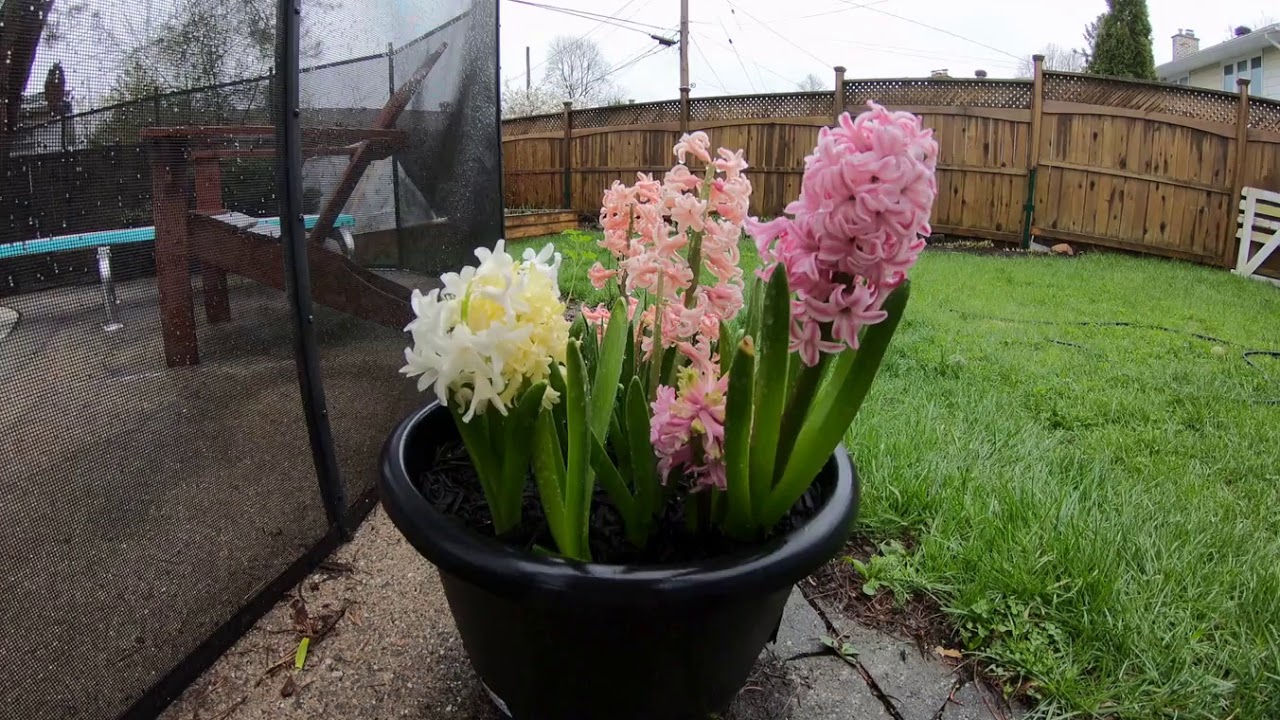Hyacinth TimeLapse YouTube