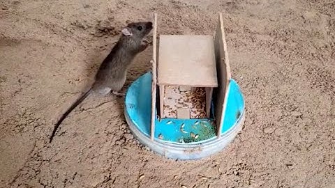 1001 cách bẫy chuột đơn giản và hiệu quả, cách 23