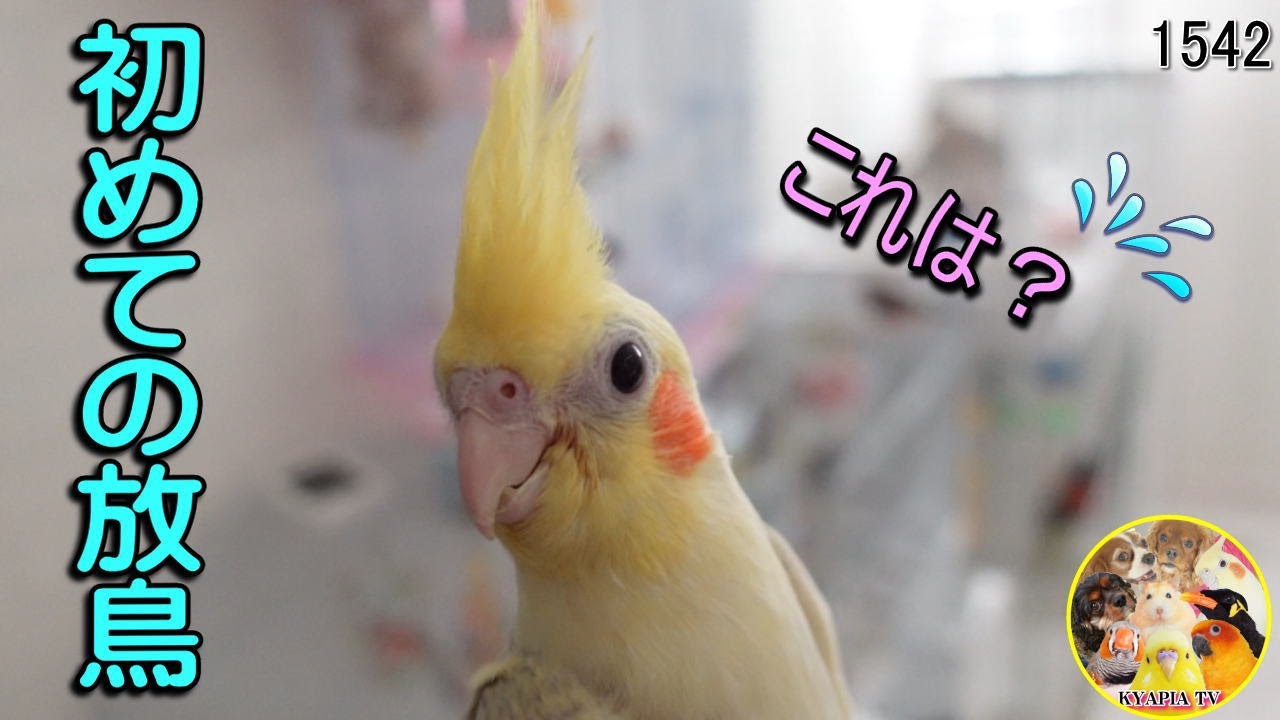 オカメインコ Cockatiel's first time being let out of its cage #1542 - YouTube