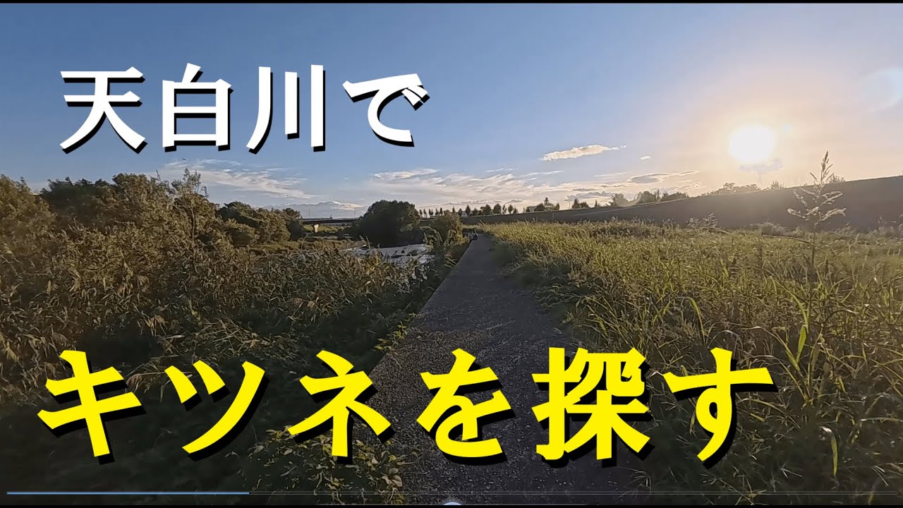 天白川でキツネを探す-名古屋市瑞穂区側の天白川探索- - YouTube