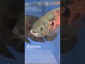 #jesusteama #deuséfiel #peixe #fish #fishing #engraçado #humor #aquarium #memes #pesca
