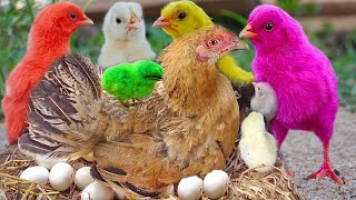 KUROILER Hen Harvesting EGG to Chicks | Murgi Chicks with Black Color Kadaknadh Breed / Fish cutting