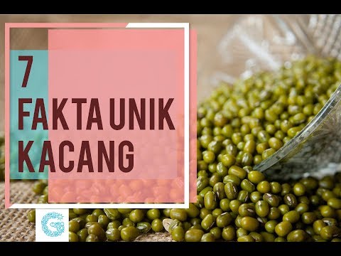 Video: Fakta Menarik Apa Yang Ada Tentang Kacang?