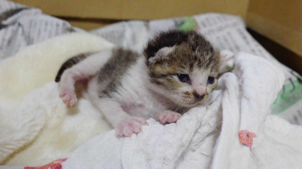 記録的大雨で家族を亡くした生後1週間の子猫を保護しました