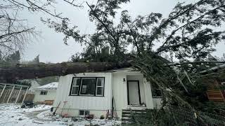 It’s my tree. Why can’t I cut it down | Planet Money