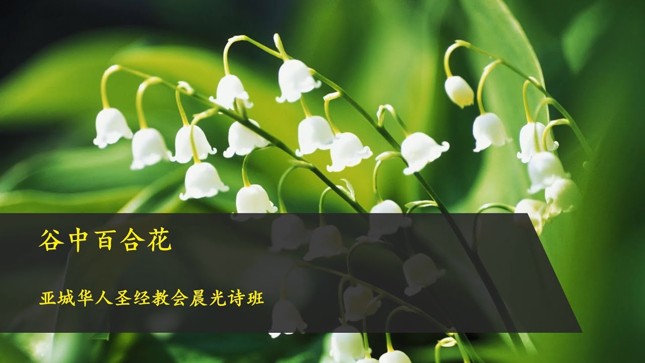 谷中百合花 Youtube