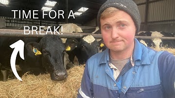 HOW I DRY OFF MY COWS !