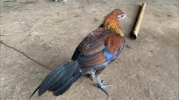 Gà rừng f2 “ Chuyển nhượng cho anh em về tập mồi cho mùa tới 2023 “ lh 0349288199 | Pênh gà rừng