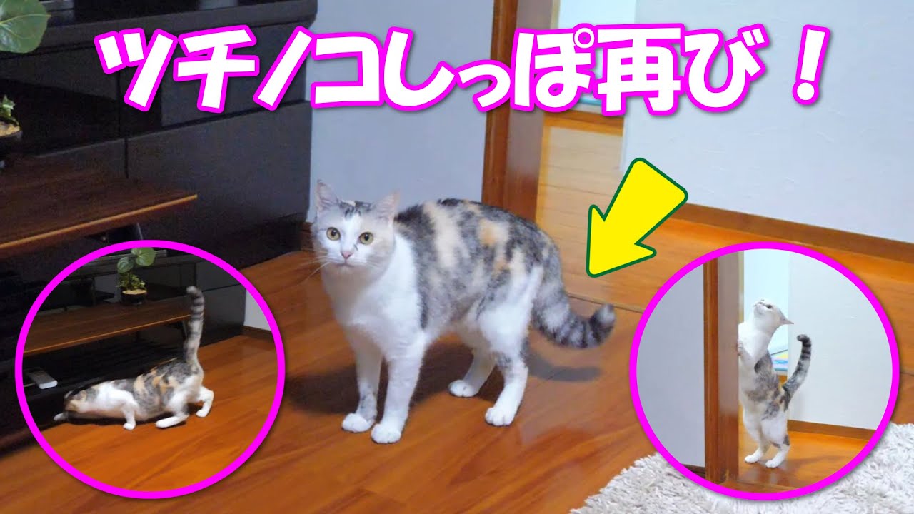 興奮するとボワッと膨らむ三毛猫ネコ吉のツチノコしっぽ Youtube