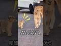 男性が救出したライオンと再会した