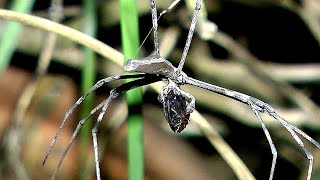 Common Net Casting Spider casting web whilst holding prey in its mouth - Deinopis ravidus