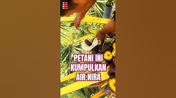 MENGUMPULKAN AIR NIRA DARI POHON LONTAR !