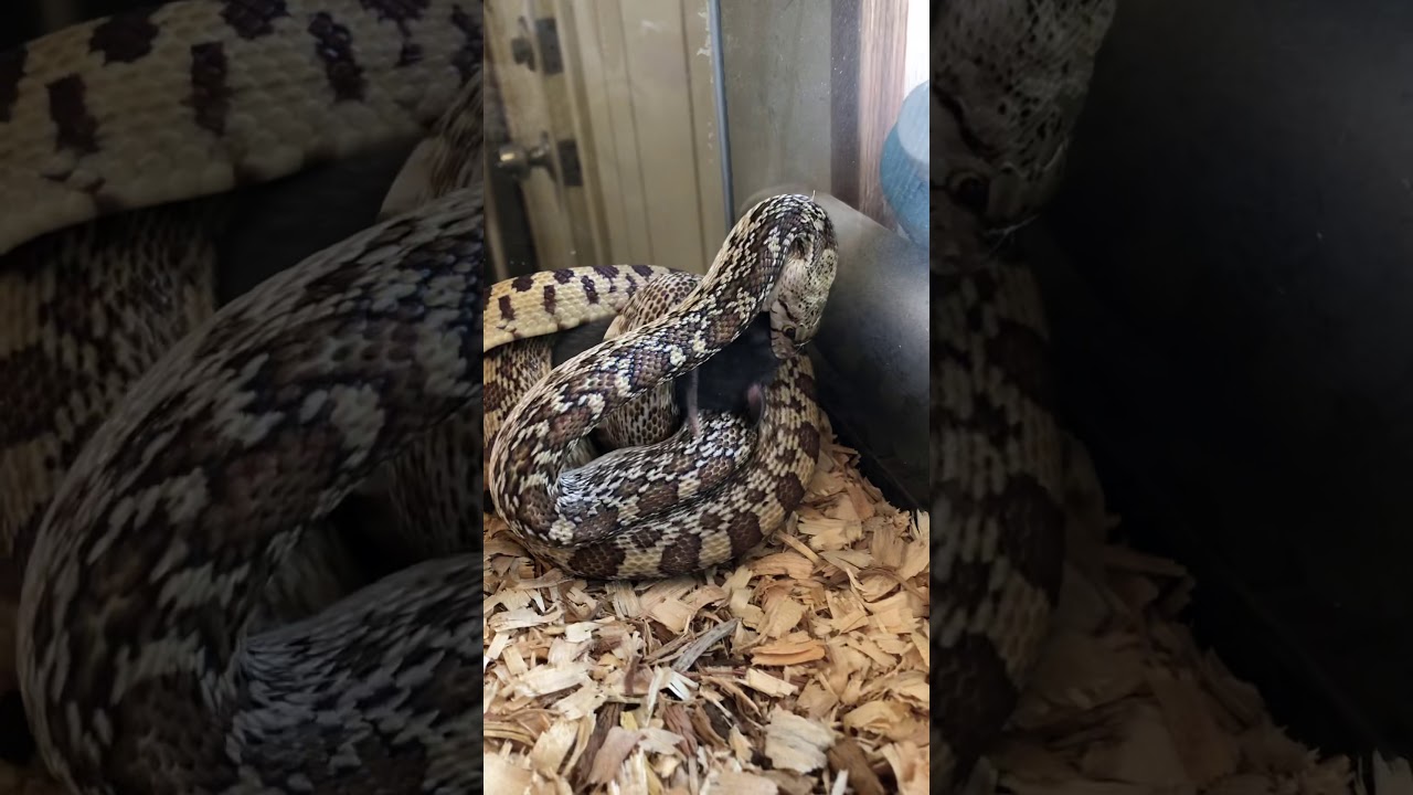 camera iphone 8 plus apk 3 year old Sonoran gopher snake eating rat