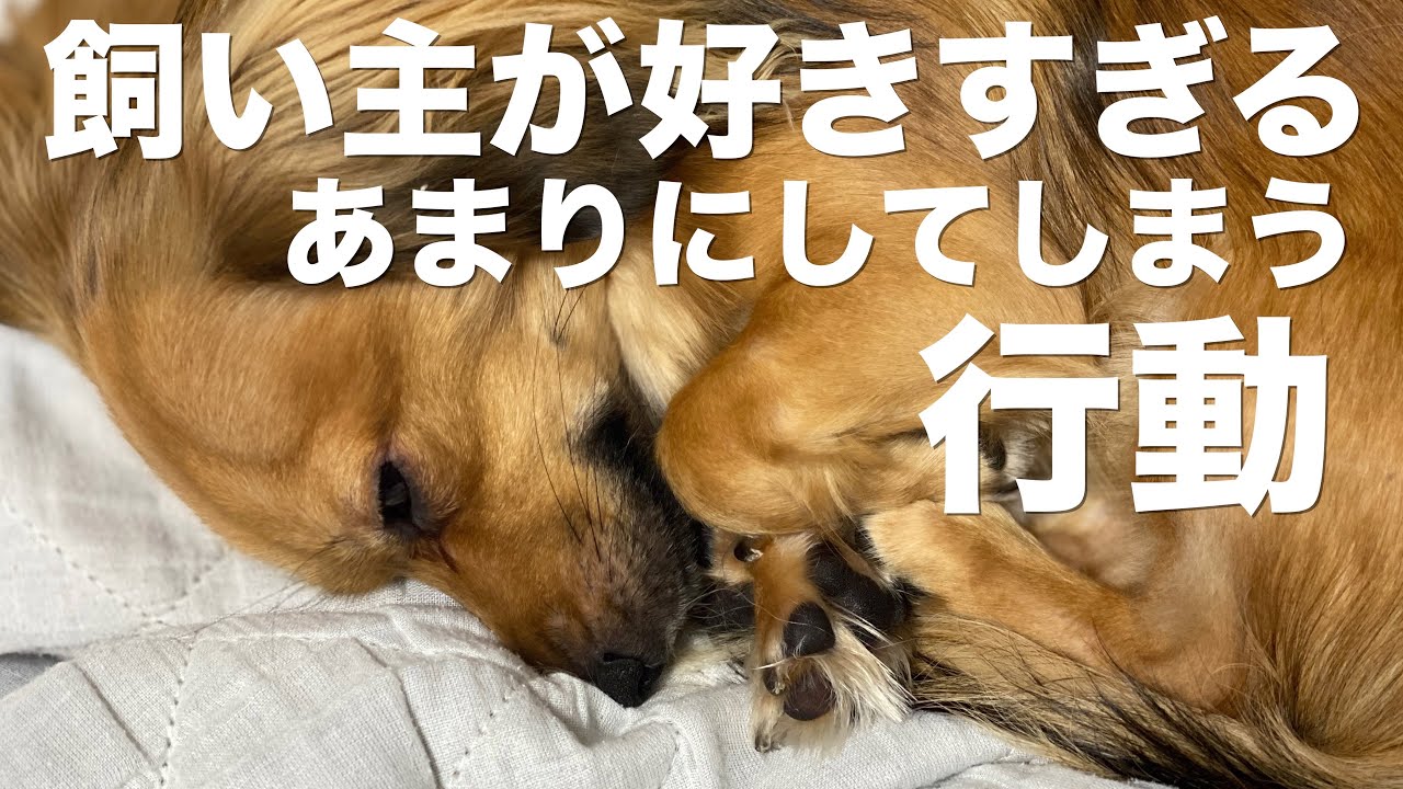 犬が飼い主のことを好きすぎてついしてしまう行動 犬 行動 意味 好き 好きな人 態度 Youtube 犬が飼い主のことを好きすぎてついしてしまう行動 犬 行動 意味 好き 好きな人 態度 Youtube