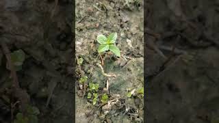 grow mint😍|#shortvideo #shortsviral #shorts #mint #greenwithareeba