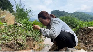 A single woman goes to the forest to cut down a bamboo tree to make a bed