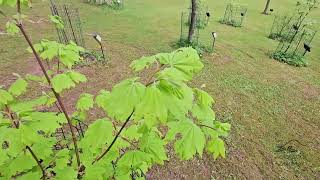 Acer circinatum javor okrouhlolistý   jaro