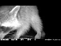 A better close up of a raccoon on my deck birdbath 6/8/26